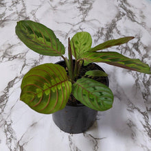 Load image into Gallery viewer, Maranta leuconeura Red Vein Prayer Plant - 105mm
