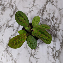Load image into Gallery viewer, Maranta leuconeura Red Vein Prayer Plant - 105mm
