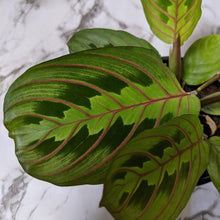 Load image into Gallery viewer, Maranta leuconeura Red Vein Prayer Plant - 105mm
