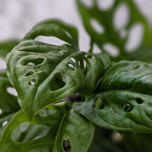 Load image into Gallery viewer, Monstera Adansonii Mini Monkey Mask - 120mm
