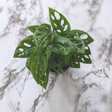 Load image into Gallery viewer, Monstera Adansonii Mini Monkey Mask - 120mm
