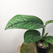 Load image into Gallery viewer, Monstera Peru / Monstera karstenianum - 100mm
