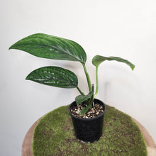 Load image into Gallery viewer, Monstera Peru / Monstera karstenianum - 100mm
