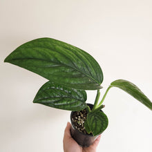 Load image into Gallery viewer, Monstera Peru / Monstera karstenianum - 100mm
