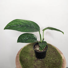 Load image into Gallery viewer, Monstera Peru / Monstera karstenianum - 100mm
