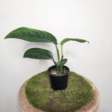 Load image into Gallery viewer, Monstera Peru / Monstera karstenianum - 100mm
