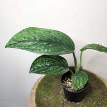 Load image into Gallery viewer, Monstera Peru / Monstera karstenianum - 100mm
