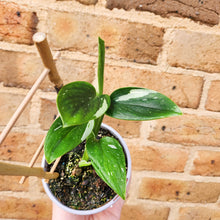 Load image into Gallery viewer, Monstera Standleyana - 105mm
