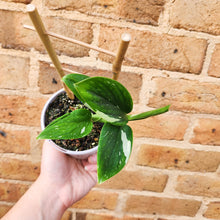 Load image into Gallery viewer, Monstera Standleyana - 105mm
