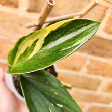 Load image into Gallery viewer, Monstera Standleyana - 105mm

