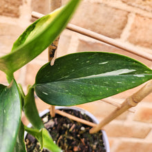 Load image into Gallery viewer, Monstera Standleyana - 105mm

