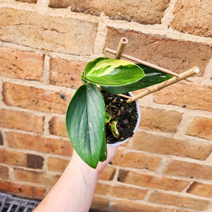 Monstera Standleyana - 105mm