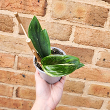 Load image into Gallery viewer, Monstera Standleyana - 105mm
