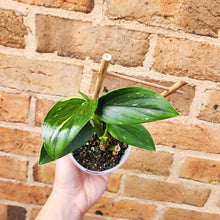 Load image into Gallery viewer, Monstera Standleyana - 105mm
