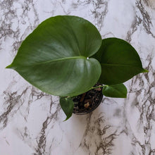 Load image into Gallery viewer, Monstera deliciosa - 105mm
