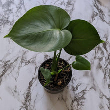 Load image into Gallery viewer, Monstera deliciosa - 105mm
