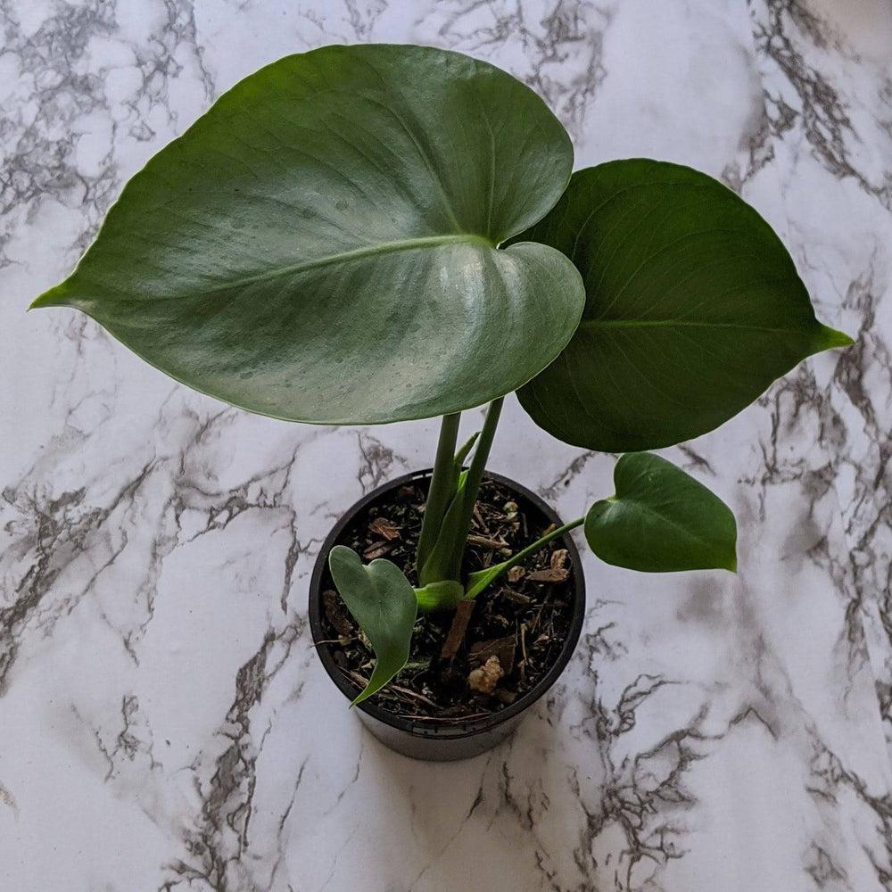 Monstera deliciosa - 105mm
