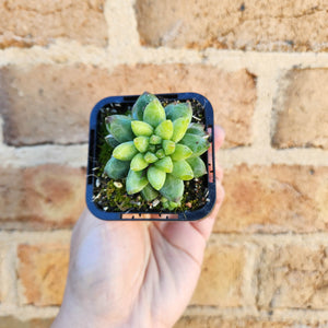 Pachyphytum compactum 'Chiseled Stones' - 66mm