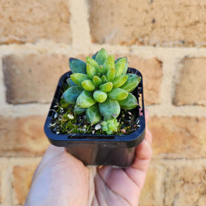 Pachyphytum compactum 'Chiseled Stones' - 66mm