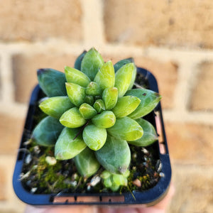 Pachyphytum compactum 'Chiseled Stones' - 66mm