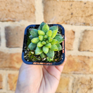 Pachyphytum compactum 'Chiseled Stones' - 66mm