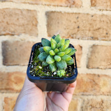 Load image into Gallery viewer, Pachyphytum compactum &#39;Chiseled Stones&#39; - 66mm
