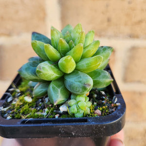 Pachyphytum compactum 'Chiseled Stones' - 66mm