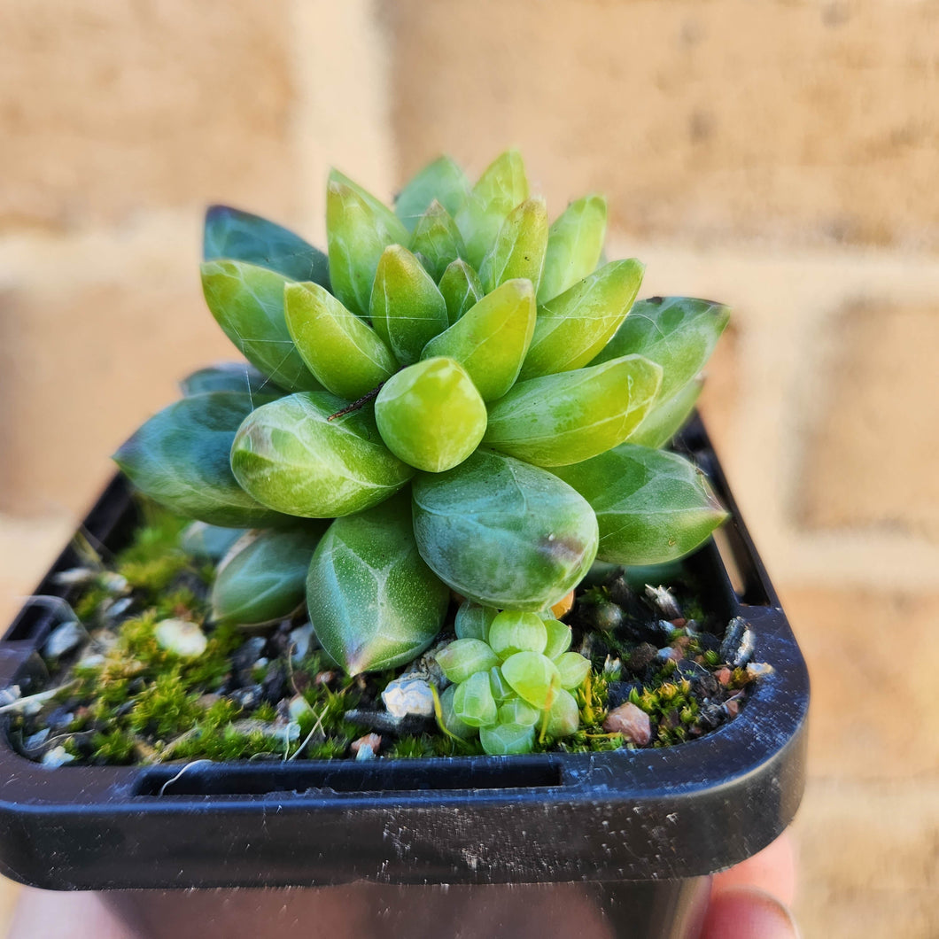 Pachyphytum compactum 'Chiseled Stones' - 66mm