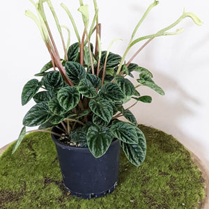 Peperomia Caperata Lilian - 100mm