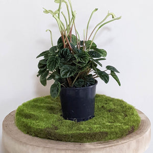 Peperomia Caperata Lilian - 100mm