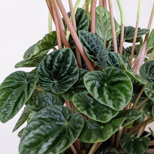 Peperomia Caperata Lilian - 100mm