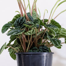Load image into Gallery viewer, Peperomia Caperata Lilian - 100mm
