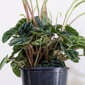 Peperomia Caperata Lilian - 100mm