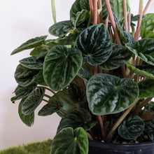 Load image into Gallery viewer, Peperomia Caperata Lilian - 100mm

