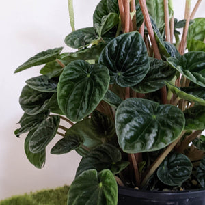 Peperomia Caperata Lilian - 100mm
