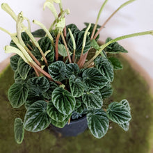 Load image into Gallery viewer, Peperomia Caperata Lilian - 100mm
