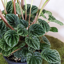 Load image into Gallery viewer, Peperomia Caperata Lilian - 100mm
