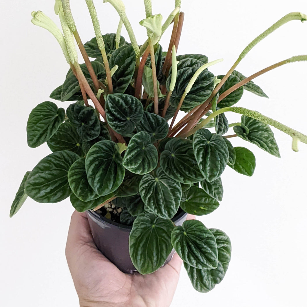 Peperomia Caperata Lilian - 100mm