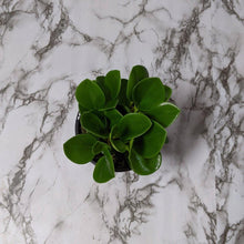 Load image into Gallery viewer, Peperomia Jade (Peperomia obtusifolia) - 105mm
