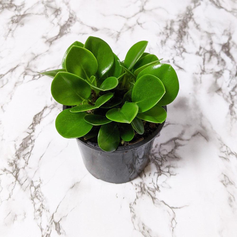Peperomia Jade (Peperomia obtusifolia) - 105mm