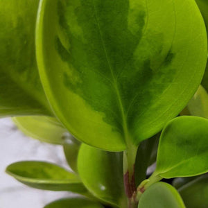 Peperomia Lemon Lime (Peperomia obtusifolia) - 105mm