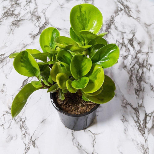 Peperomia Lemon Lime (Peperomia obtusifolia) - 105mm