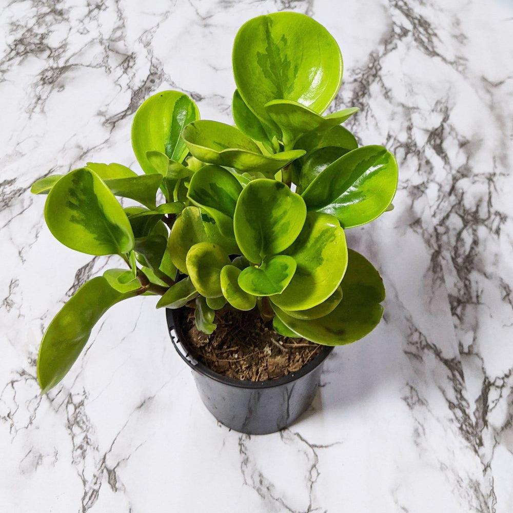 Peperomia Lemon Lime (Peperomia obtusifolia) - 105mm