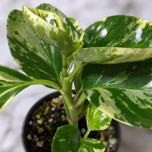 Load image into Gallery viewer, Peperomia Obtusifolia Marble - 105mm
