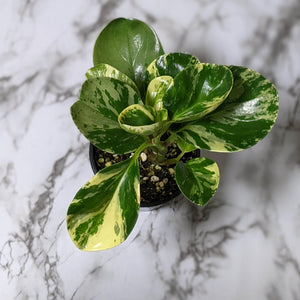 Peperomia Obtusifolia Marble - 105mm