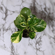Load image into Gallery viewer, Peperomia Obtusifolia Marble - 105mm
