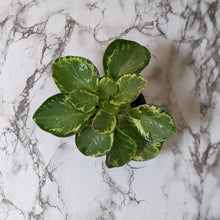 Load image into Gallery viewer, Peperomia Obtusifolia Speckled Marble - 105mm
