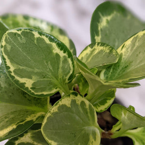Peperomia Obtusifolia Speckled Marble - 105mm