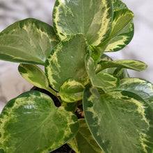 Load image into Gallery viewer, Peperomia Obtusifolia Speckled Marble - 105mm
