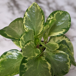 Peperomia Obtusifolia Speckled Marble - 105mm